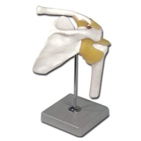 Vállizület oktató anatómiai modell - 29x12x12cm - 560g