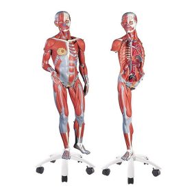 Izommodell, 45 részes, kétnemű