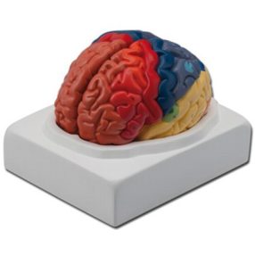 Emberi agyterületek oktatási modell