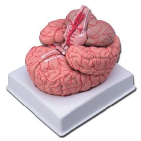 Emberi agy artériákkal oktatási modell