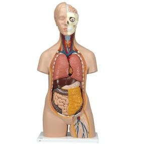 Klasszikus uniszex torzó 10 részes