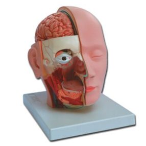 Fej metszet modell - 4 részes