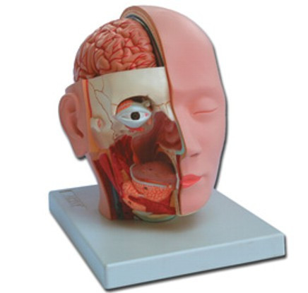 Fej metszet modell - 4 részes