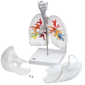 Gége, hörgő elágazódásokkal átlátszó tüdőben