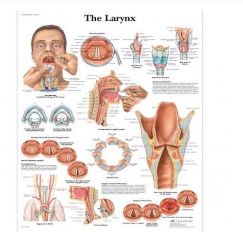 Faliposzter - gége - fül-orr-gégészet