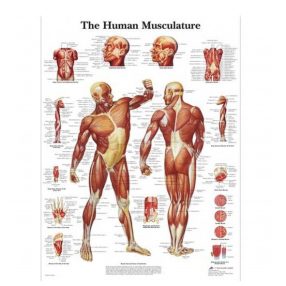 Faliposzter - emberi izomzat 50 x 67 cm