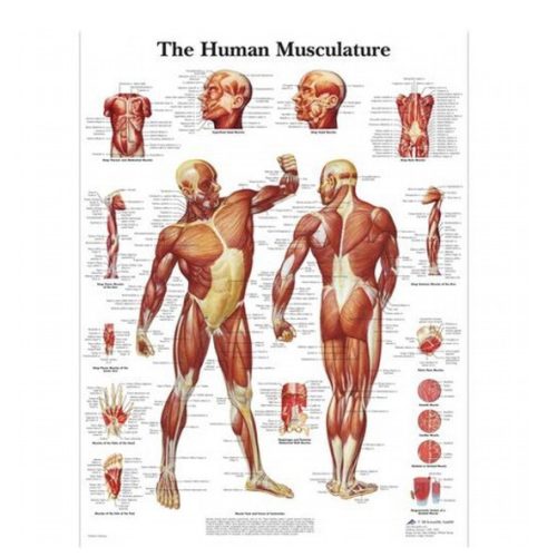Faliposzter - emberi izomzat 50 x 67 cm