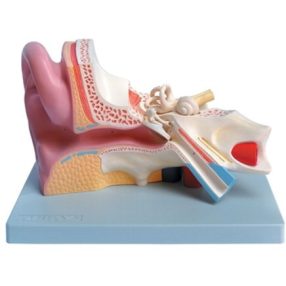 Fül metszet oktatási modell 3x