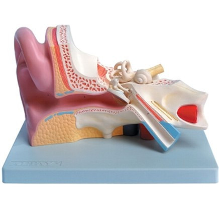 Fül metszet oktatási modell 5x