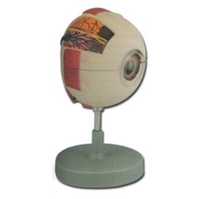 Szem oktatási modell - 6 részes 6x