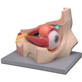 Szem oktatási modell - 4 részes 5x