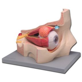 Szem oktatási modell - 11 részes 5x