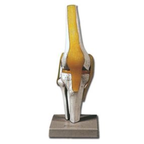 Térdizület oktató anatómiai modell - 12x12x31cm - 440g