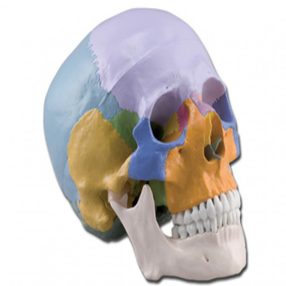 Koponya emberi 1x - 3 részes, színes részletes