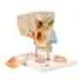 Az orr és az orrmelléküreg, 5 részes