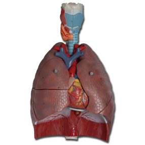 Légzőrendszer oktatási modell 7 részes