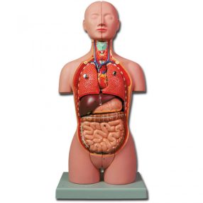 Emberi mini torzó - törzs oktató modell