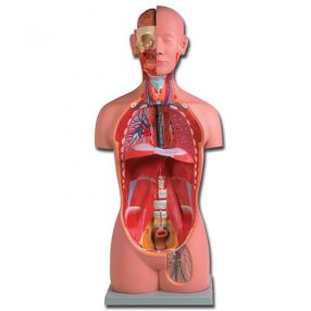 Emberi UNI-SEX torzó - törzs oktató modell - 16 részes