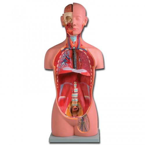 Emberi UNI-SEX torzó - törzs oktató modell - 16 részes