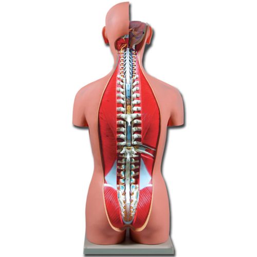 Emberi KÉTNEMŰ torzó nyitott hátrész - törzs oktató modell - 27 részes