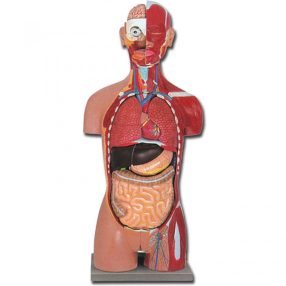   Emberi IZOM KÉTNEMŰ torzó - törzs oktató modell - 28 részes