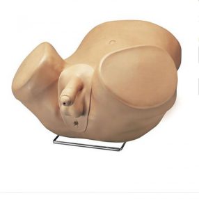 Betegellátási férfi prosztata stimulátor modell