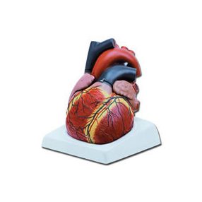 Emberi szív modell - 4 részes