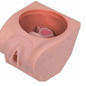 Anatomy lab női fogamzásgátlási modell