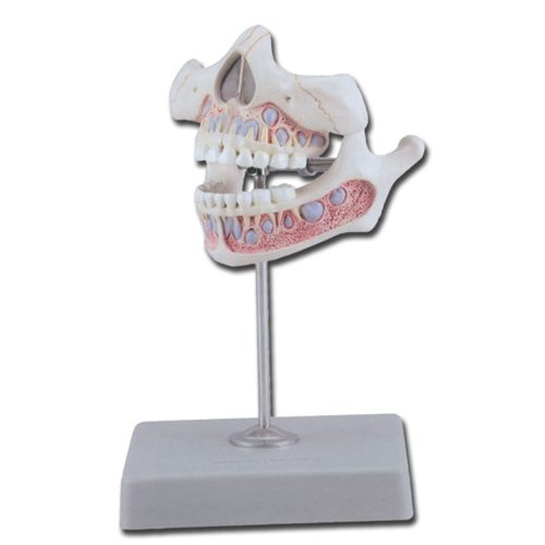 Tejfogak oktató modell - felső és alsó állkapocs - 5 éves gyerek