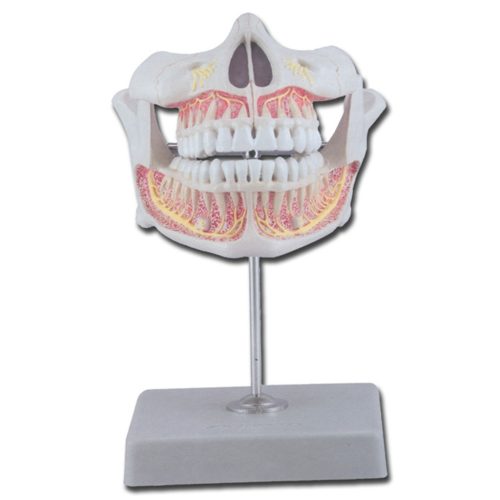 Végleges fogak oktató modell - felső és alsó állkapocs