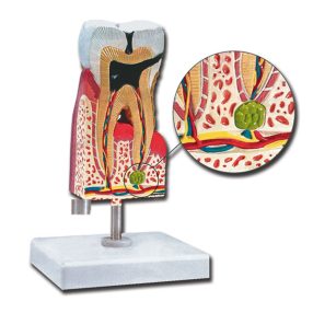 Alsó moláris fog oktató modell - 10X